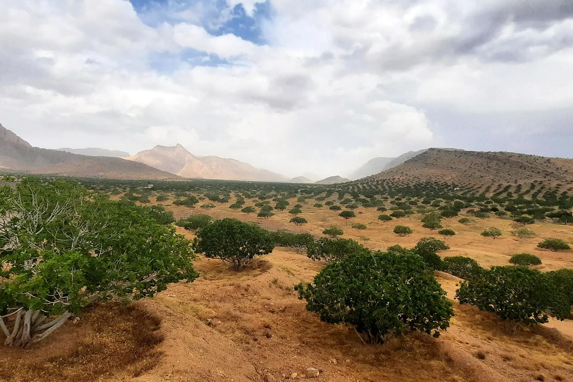 انجیرستان دیم استهبان